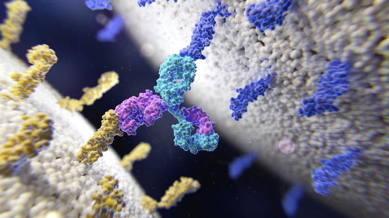 Addressing the Puzzle of Bispecific Antibody Manufacturing